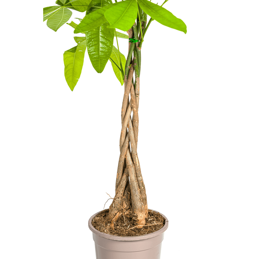 Glückskastanie Pachira Aquatica – Zimmerpflanze – Ø19cm – 70-90cm hoch – Geflochtener Stamm – Exotisch & pflegeleicht – Plant