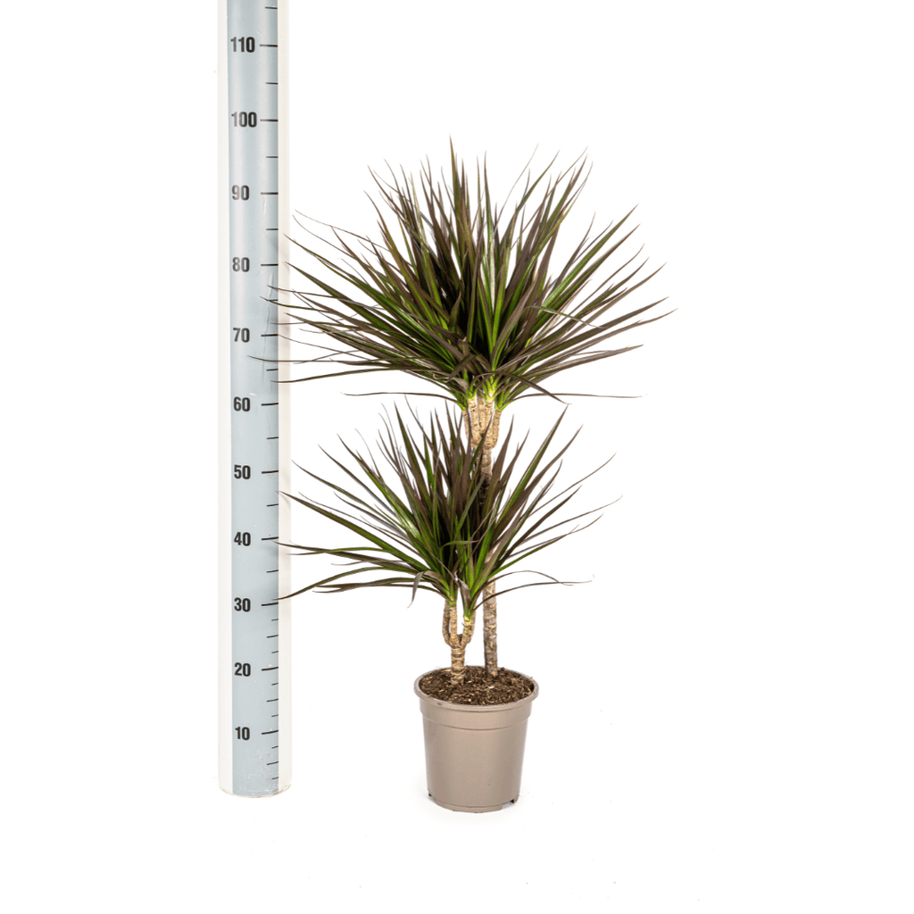 Drachenbaum Dracaena Marginata Magenta – Zimmerpflanze Ø19cm – 70-90cm hoch – Grünpflanze mit magentafarbenen Blatträndern – Plant