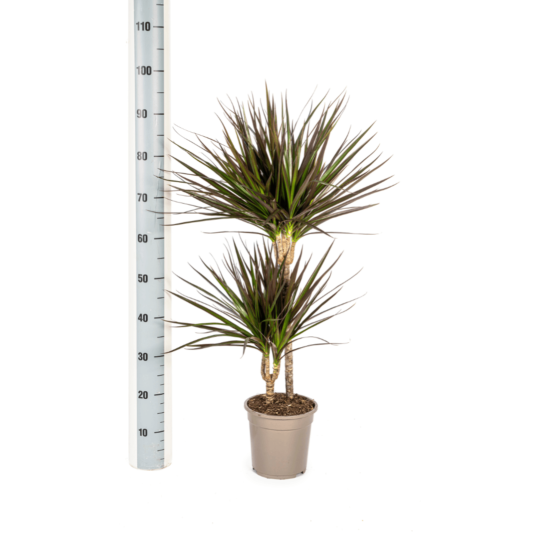 Drachenbaum Dracaena Marginata Magenta – Zimmerpflanze Ø19cm – 70-90cm hoch – Grünpflanze mit magentafarbenen Blatträndern – Plant