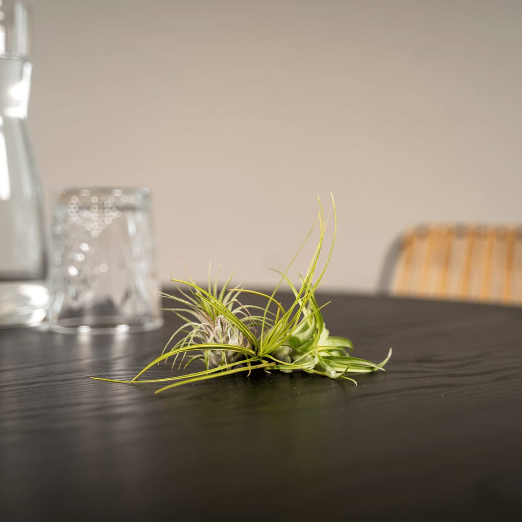 Tillandsia Air Mix – 5 Luftpflanzen – Ø6cm – Pflegeleichte Tillandsien – Mischung – Ohne Erde – Für helle Innenräume & kreative Deko – Plant
