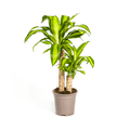 Drachenbaum Dracaena Fragrans Massangeana – Zimmerpflanze – Ø19cm – ↕70-90cm – tropisches Blattwerk – pflegeleicht & robust