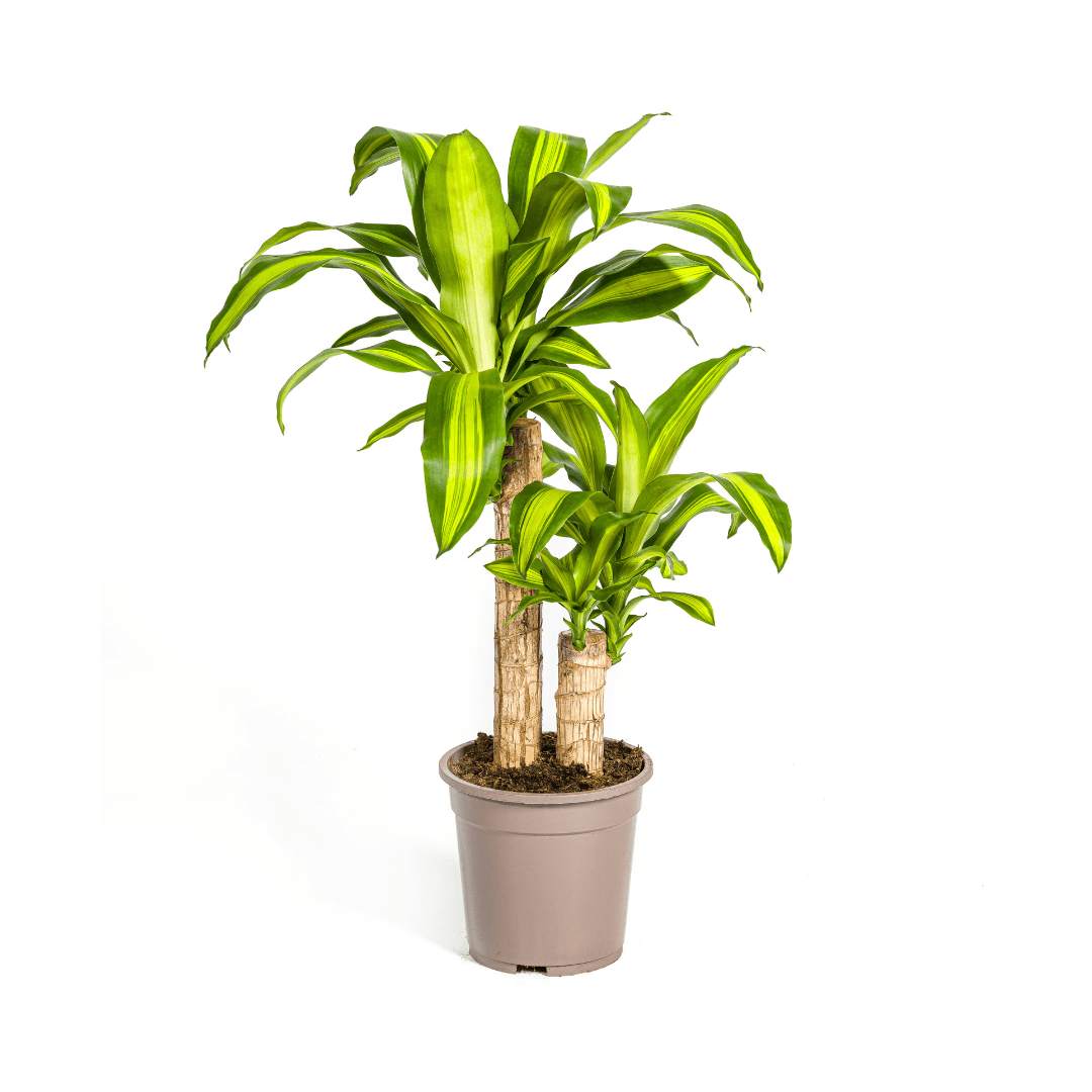 Drachenbaum Dracaena Fragrans Massangeana – Zimmerpflanze – Ø19cm – ↕70-90cm – tropisches Blattwerk – pflegeleicht & robust