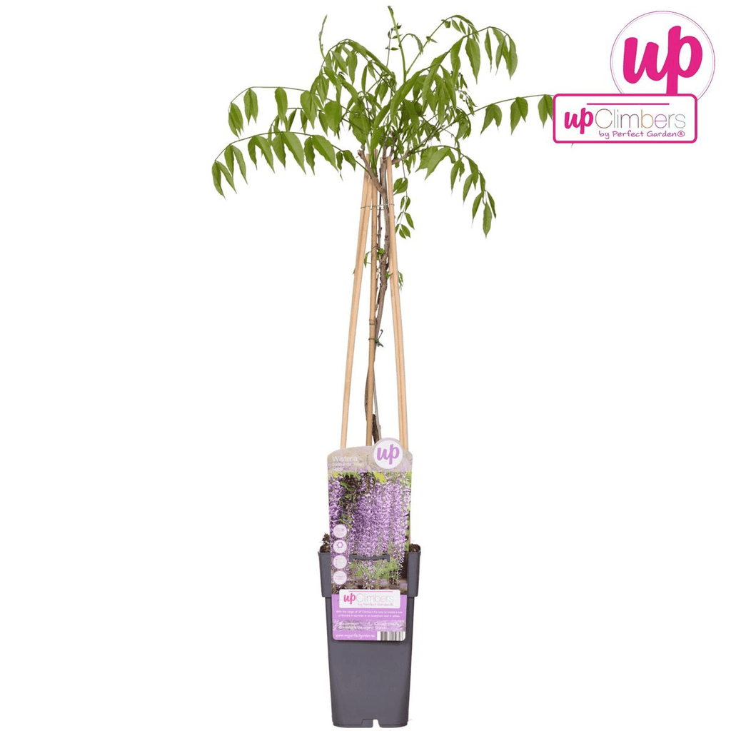 Blauregen – Wisteria floribunda 'Naga Noda' – Purpurner Regen – Ø15cm ↕65cm – Plant