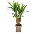Riesen – Palmlilie – Yucca Elephantipes – Zimmerpflanze – Ø21cm – Höhe 60-70cm – Robuste & pflegeleichte Grünpflanze für modernes Interieur – Plant