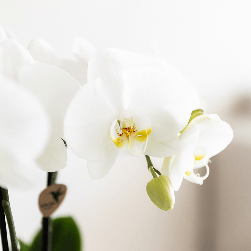 Pflanzenset Bamboo Weiß – weiße Amabilis Orchidee Ø9cm + Grünpflanze inkl. Keramik – Übertöpfe – blühende Zimmerpflanze frisch vom Züchter