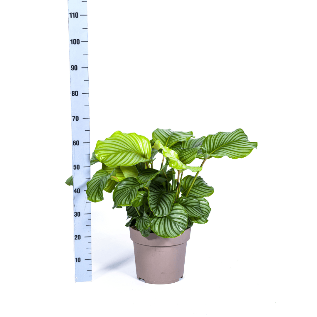 Korbmarante Calathea Orbifolia – Zimmerpflanze – Ø27cm – ↕70-90cm – große dekorative Blätter – pflegeleicht & tropisches Flair – Plant