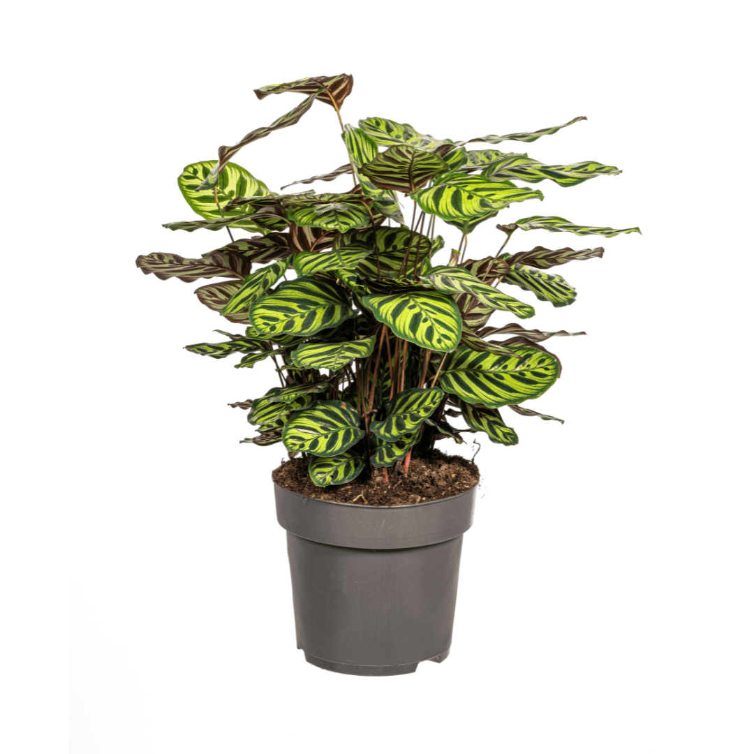 Calathea Makoyana – Pfauenpflanze – Große Zimmerpflanze Ø27 cm – 60-80 cm hoch – Ovale Blätter mit auffälligem Muster – Indirektes Licht – Pflegeleicht & Luftverbessernd – Plant
