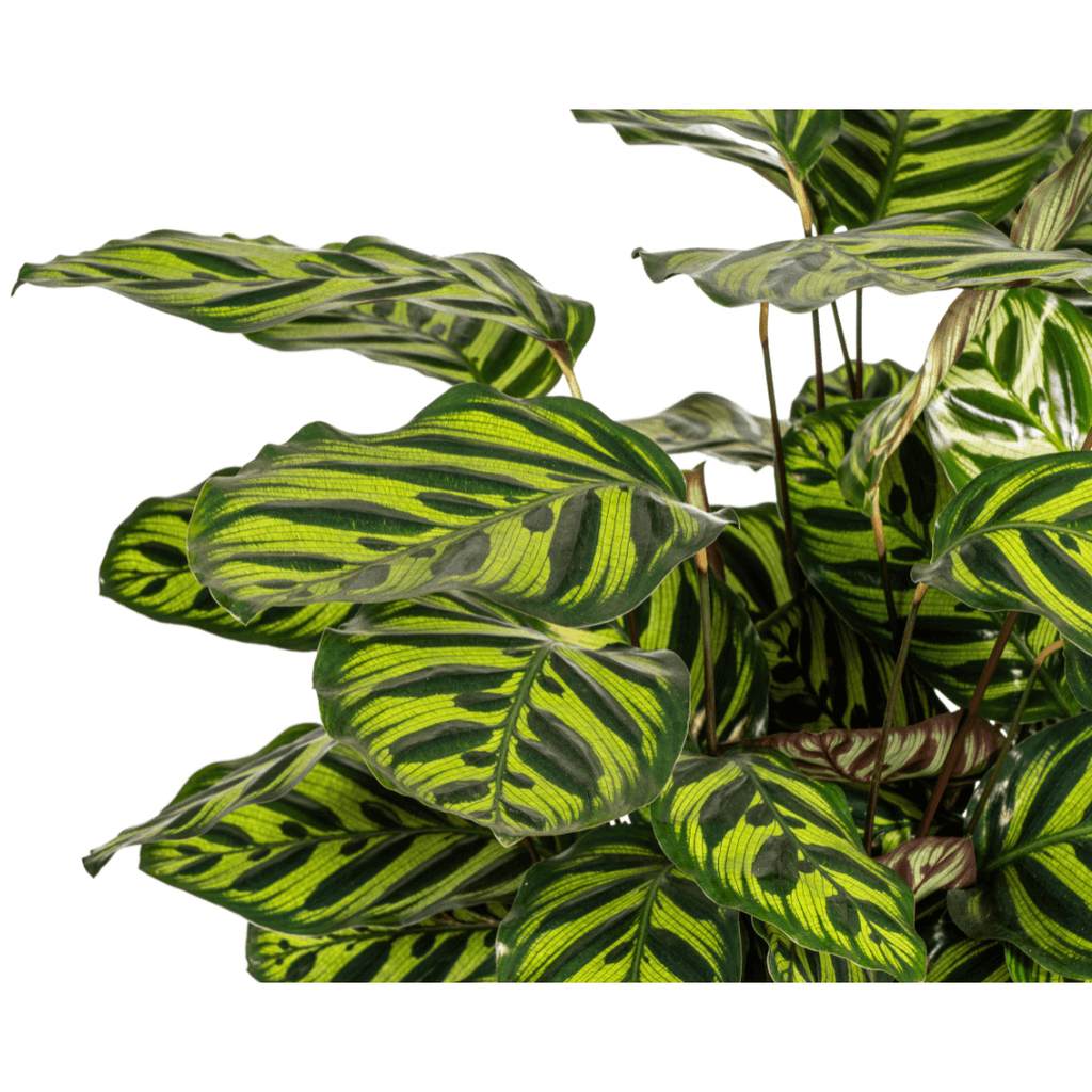 Calathea Makoyana – Pfauenpflanze – Große Zimmerpflanze Ø27 cm – 60-80 cm hoch – Ovale Blätter mit auffälligem Muster – Indirektes Licht – Pflegeleicht & Luftverbessernd – Plant