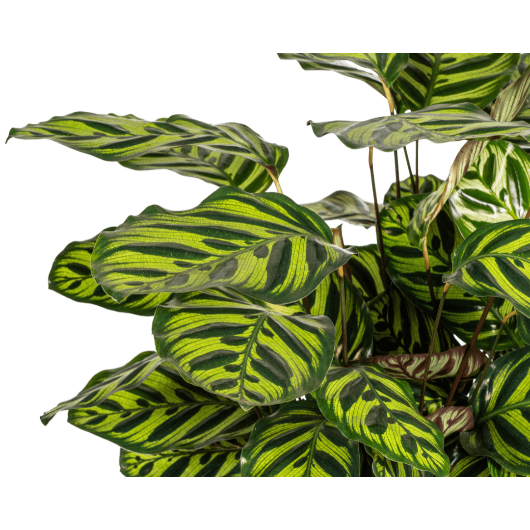Calathea Makoyana – Pfauenpflanze – Große Zimmerpflanze Ø27 cm – 60-80 cm hoch – Ovale Blätter mit auffälligem Muster – Indirektes Licht – Pflegeleicht & Luftverbessernd – Plant