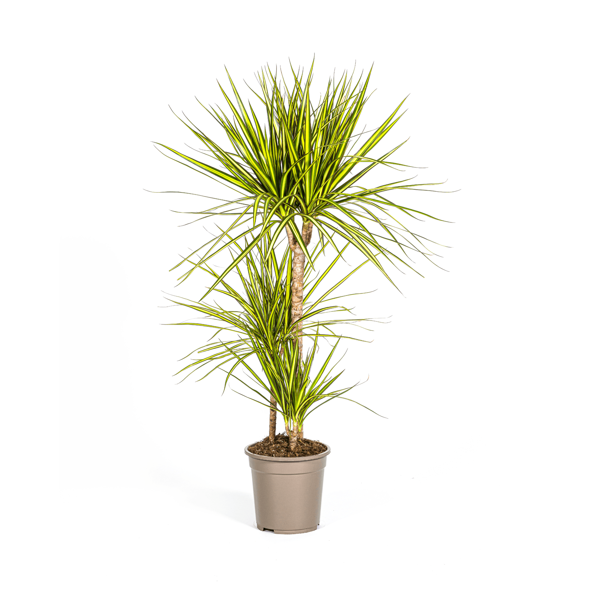 Drachenbaum - Dracaena Marginata ‘Sunray’ – Zimmerpflanze – Ø21 cm – Höhe 100–110 cm – Tropischer Farbkontrast – Pflegeleicht & dekorativ – Plant