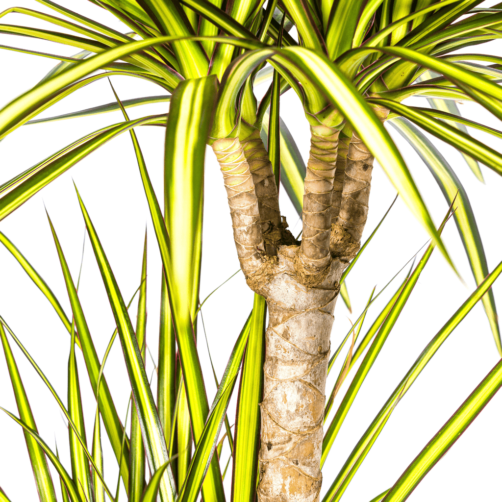 Drachenbaum - Dracaena Marginata ‘Sunray’ – Zimmerpflanze – Ø21 cm – Höhe 100–110 cm – Tropischer Farbkontrast – Pflegeleicht & dekorativ – Plant