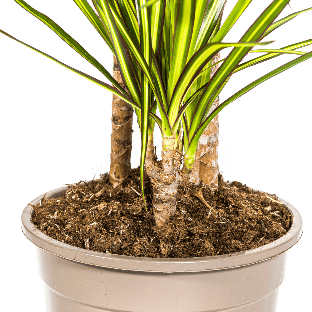 Drachenbaum - Dracaena Marginata ‘Sunray’ – Zimmerpflanze – Ø21 cm – Höhe 100–110 cm – Tropischer Farbkontrast – Pflegeleicht & dekorativ – Plant