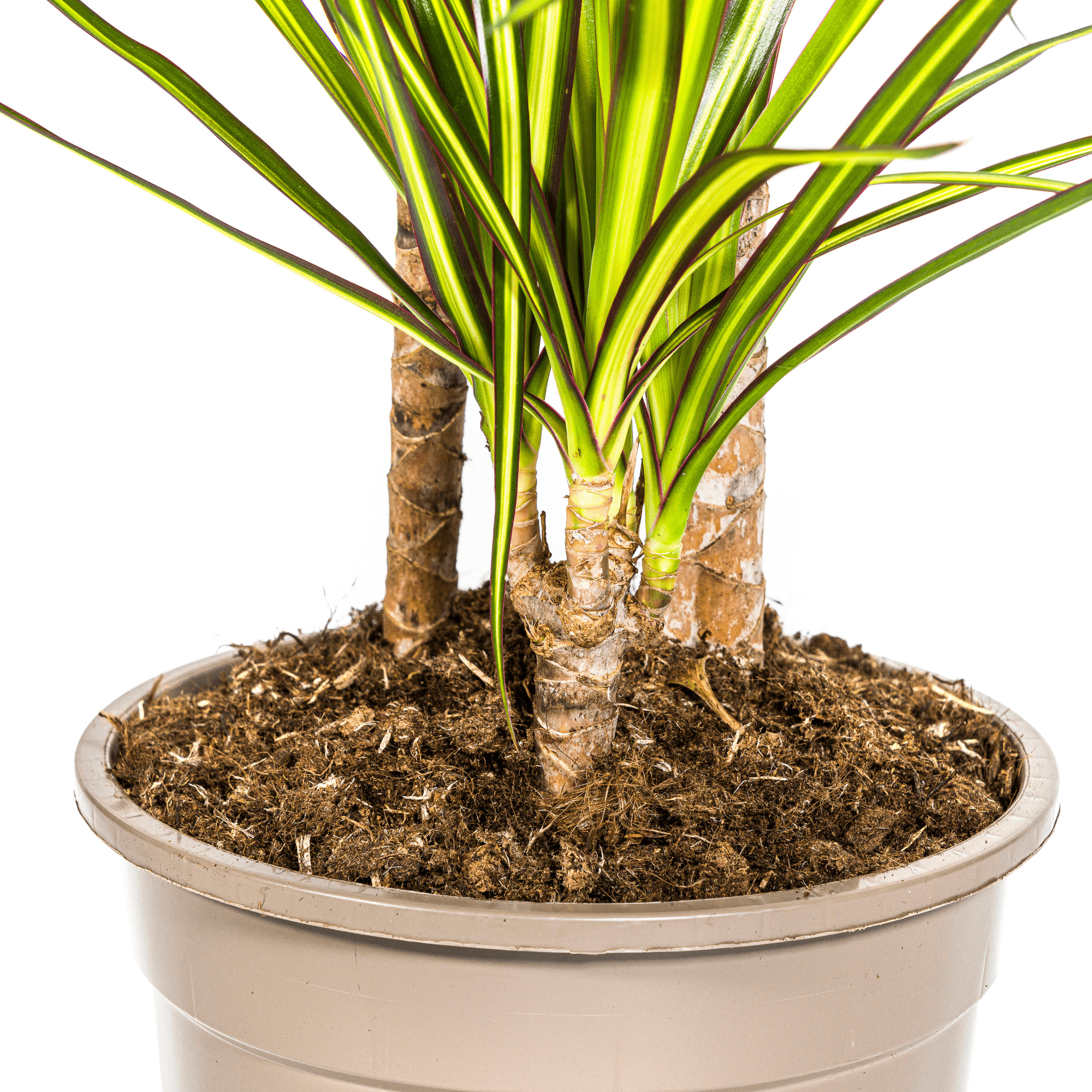 Drachenbaum - Dracaena Marginata ‘Sunray’ – Zimmerpflanze – Ø21 cm – Höhe 100–110 cm – Tropischer Farbkontrast – Pflegeleicht & dekorativ – Plant