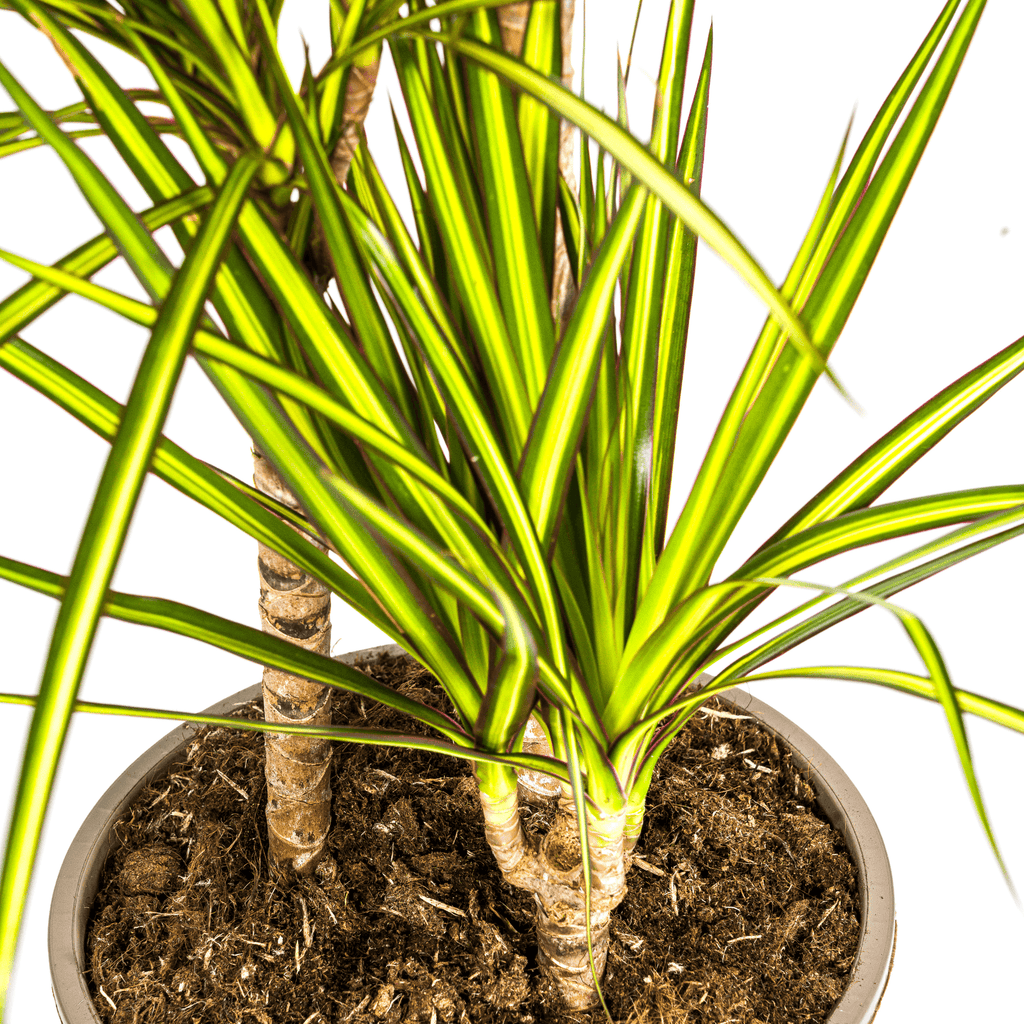 Drachenbaum - Dracaena Marginata ‘Sunray’ – Zimmerpflanze – Ø21 cm – Höhe 100–110 cm – Tropischer Farbkontrast – Pflegeleicht & dekorativ – Plant