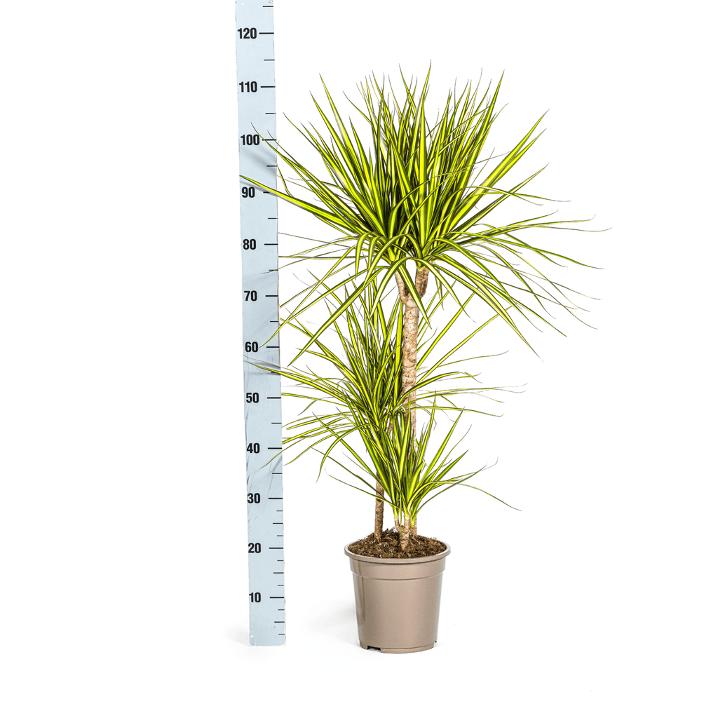 Drachenbaum - Dracaena Marginata ‘Sunray’ – Zimmerpflanze – Ø21 cm – Höhe 100–110 cm – Tropischer Farbkontrast – Pflegeleicht & dekorativ – Plant