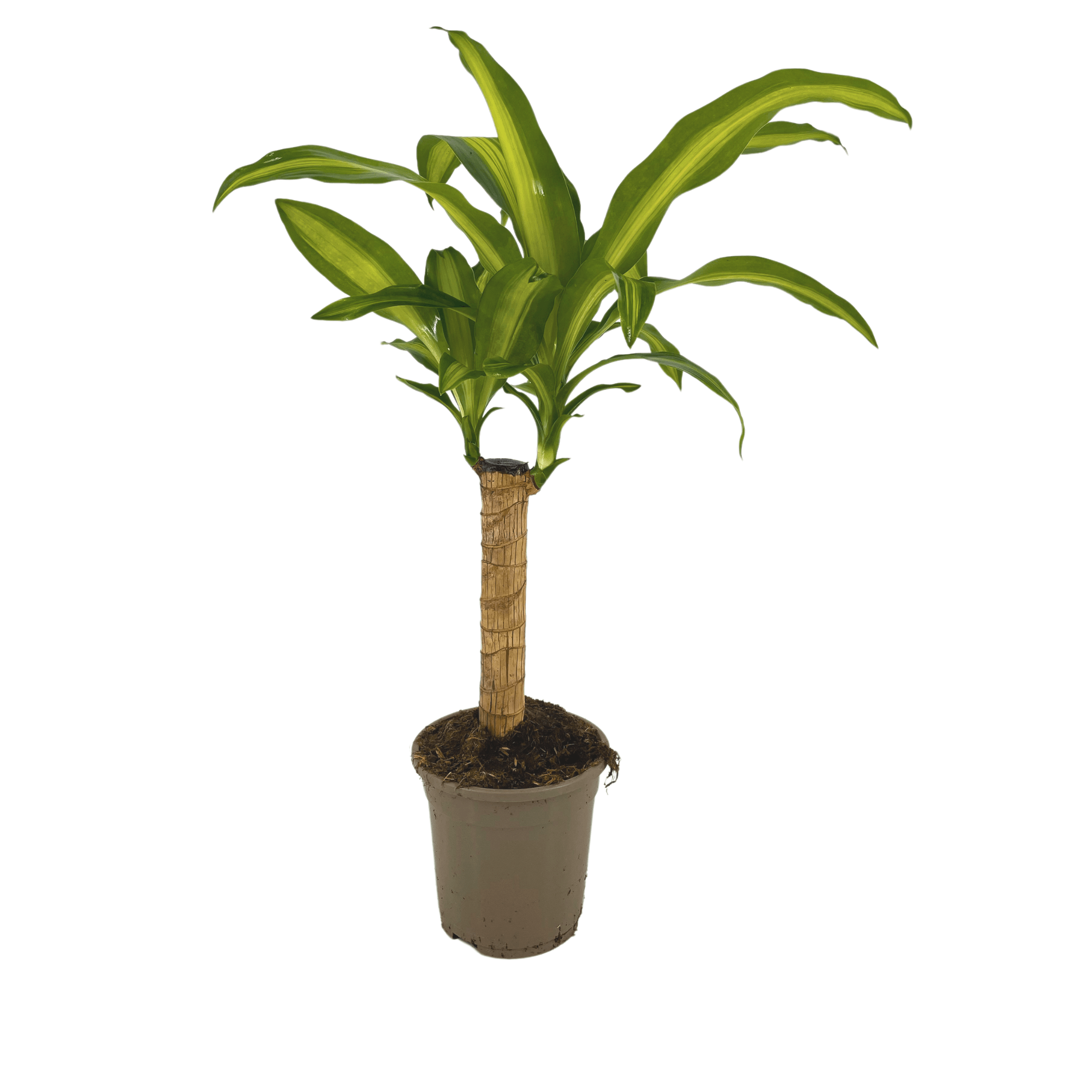 Dracaena fragrans Massangeana – Ø17cm Höhe 60–80cm – Pflegeleichte Zimmerpflanze mit grün-gelben Blättern – Drachenbaum für Wohnzimmer, Büro & Innenräume – Plant