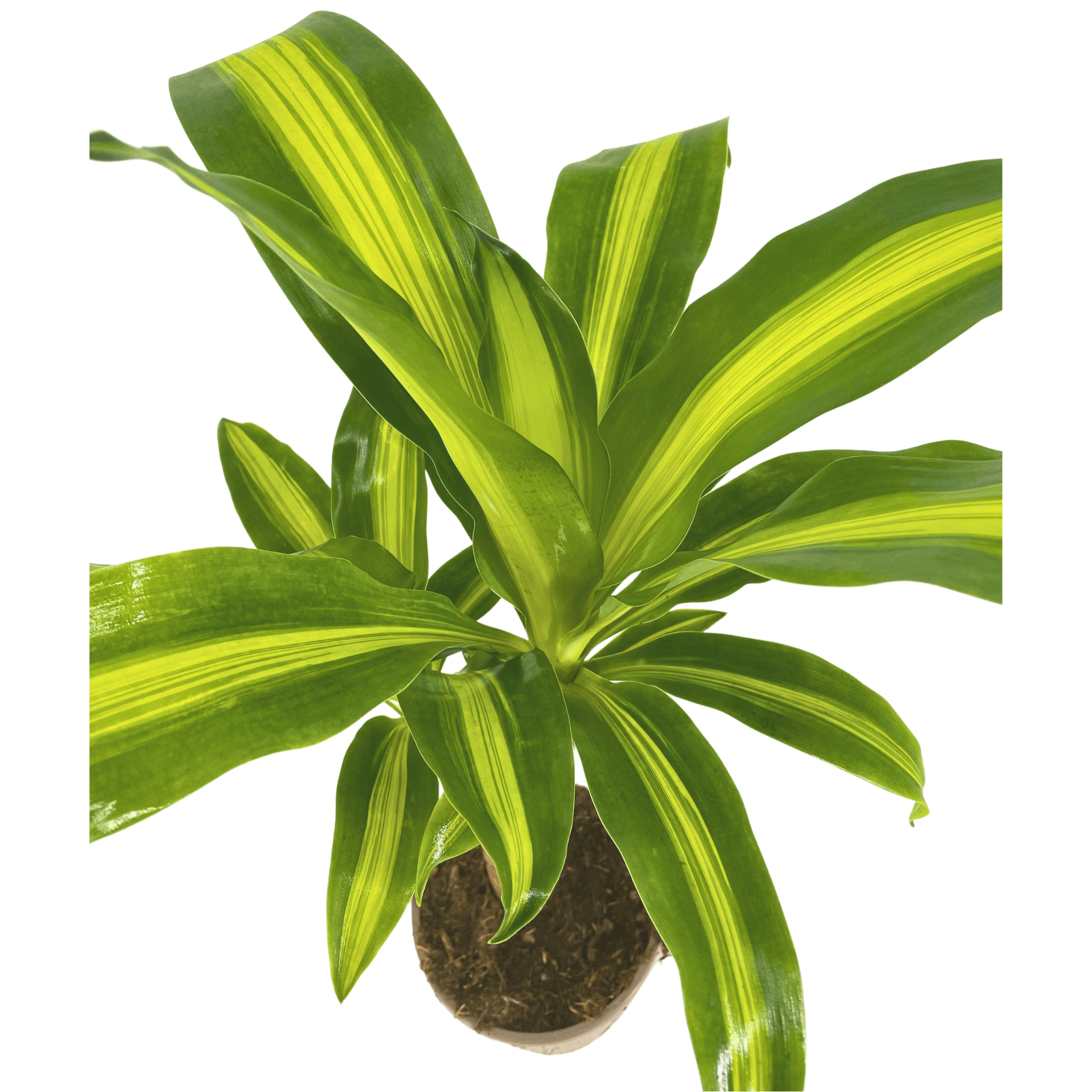 Dracaena fragrans Massangeana – Ø17cm Höhe 60–80cm – Pflegeleichte Zimmerpflanze mit grün-gelben Blättern – Drachenbaum für Wohnzimmer, Büro & Innenräume – Plant