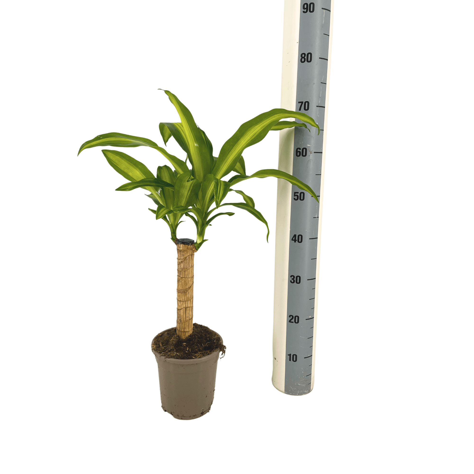 Dracaena fragrans Massangeana – Ø17cm Höhe 60–80cm – Pflegeleichte Zimmerpflanze mit grün-gelben Blättern – Drachenbaum für Wohnzimmer, Büro & Innenräume – Plant