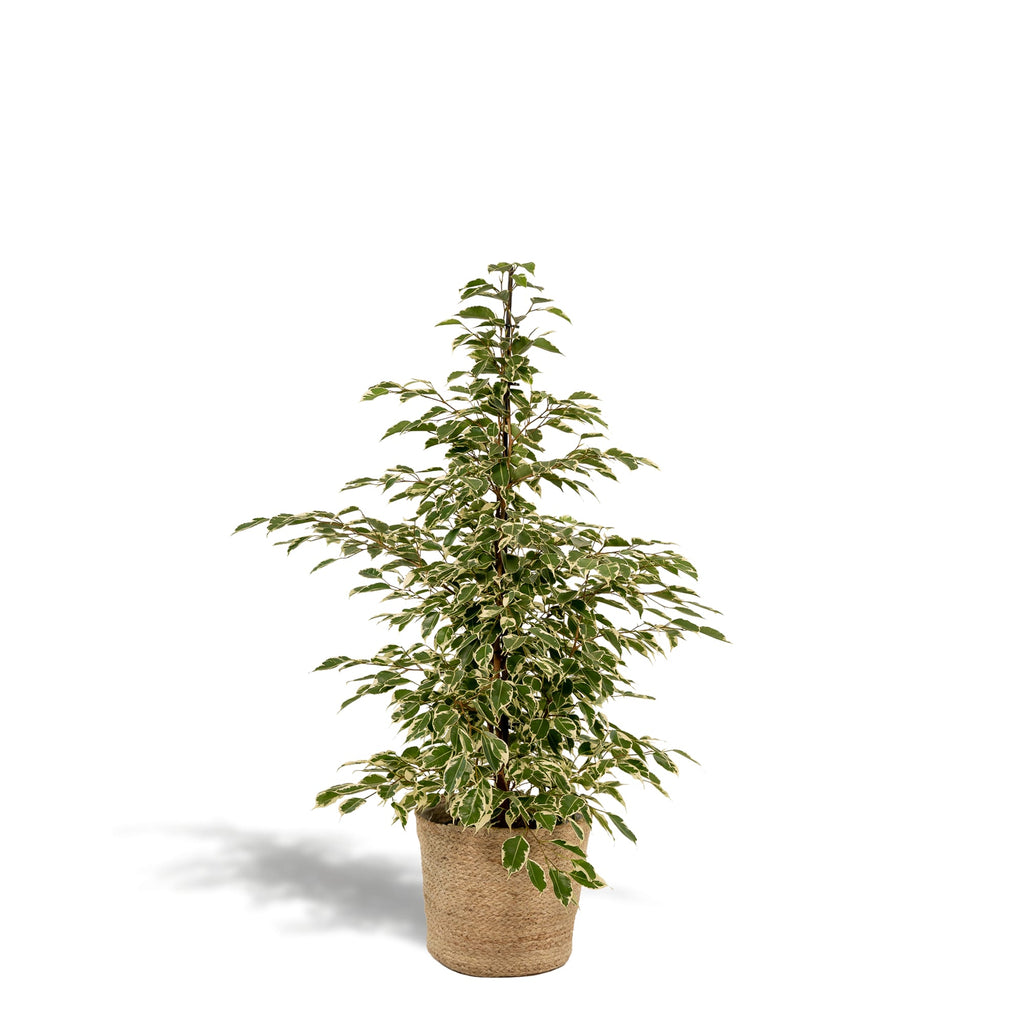 Ficus benjamina Twilight – Ø21cm – ↕95cm inkl. Korb Selin – Luftreinigende Zimmerpflanze mit weiß-grünem Blattmuster – Eleganter Benjamini im Natur-Flechtkorb – Für Wohnzimmer Büro Flur – Frisch aus der Gärtnerei – Plant