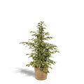 Ficus benjamina Twilight – Ø21cm – ↕95cm inkl. Korb Selin – Luftreinigende Zimmerpflanze mit weiß-grünem Blattmuster – Eleganter Benjamini im Natur-Flechtkorb – Für Wohnzimmer Büro Flur – Frisch aus der Gärtnerei – Plant