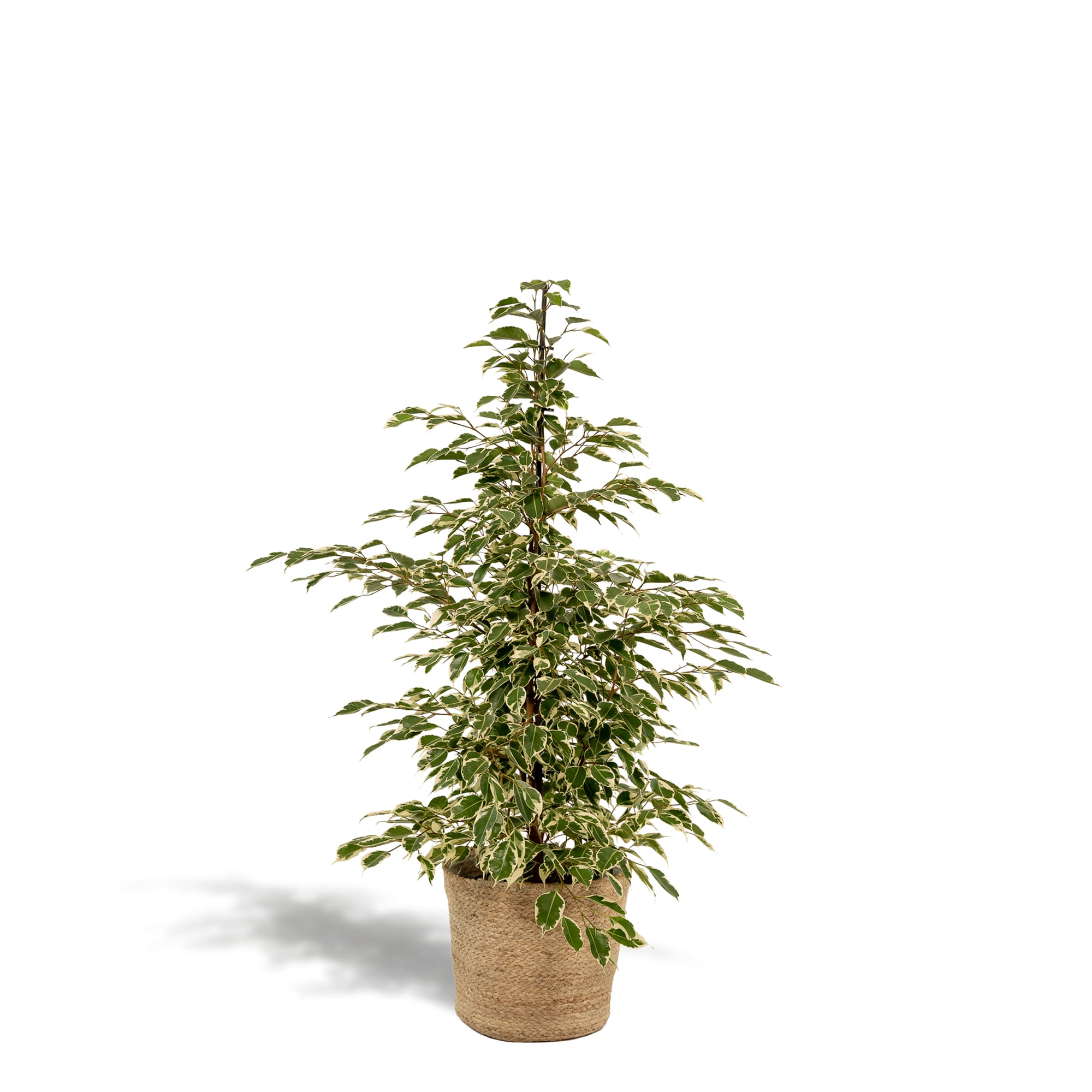 Ficus benjamina Twilight – Ø21cm – ↕95cm inkl. Korb Selin – Luftreinigende Zimmerpflanze mit weiß-grünem Blattmuster – Eleganter Benjamini im Natur-Flechtkorb – Für Wohnzimmer Büro Flur – Frisch aus der Gärtnerei – Plant