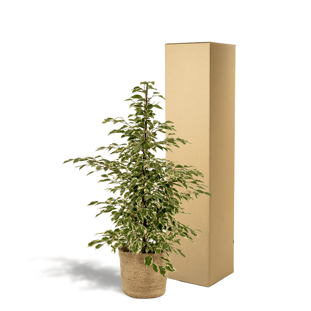 Ficus benjamina Twilight – Ø21cm – ↕95cm inkl. Korb Selin – Luftreinigende Zimmerpflanze mit weiß-grünem Blattmuster – Eleganter Benjamini im Natur-Flechtkorb – Für Wohnzimmer Büro Flur – Frisch aus der Gärtnerei – Plant
