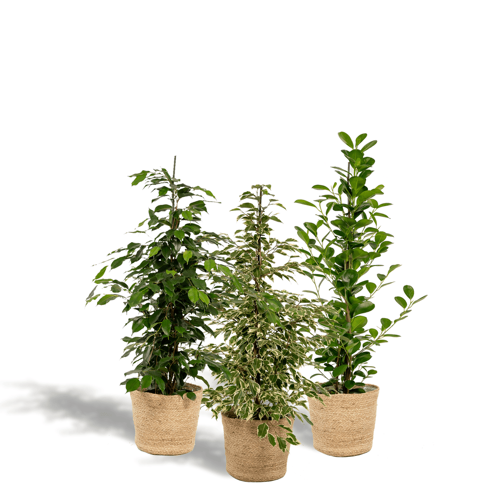 3er Ficus-Set – Ficus benjamina Danielle + Ficus benjamina Twilight + Ficus microcarpa Moclame – Je Ø21cm – ↕95cm inkl. Korb Selin – Luftreinigende Zimmerpflanzen im Mix – Tropisches Grün für Wohnzimmer Büro Flur – Frisch aus der Gärtnerei – Plant