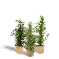 3er Ficus-Set – Ficus benjamina Danielle + Ficus benjamina Twilight + Ficus microcarpa Moclame – Je Ø21cm – ↕95cm inkl. Korb Selin – Luftreinigende Zimmerpflanzen im Mix – Tropisches Grün für Wohnzimmer Büro Flur – Frisch aus der Gärtnerei – Plant