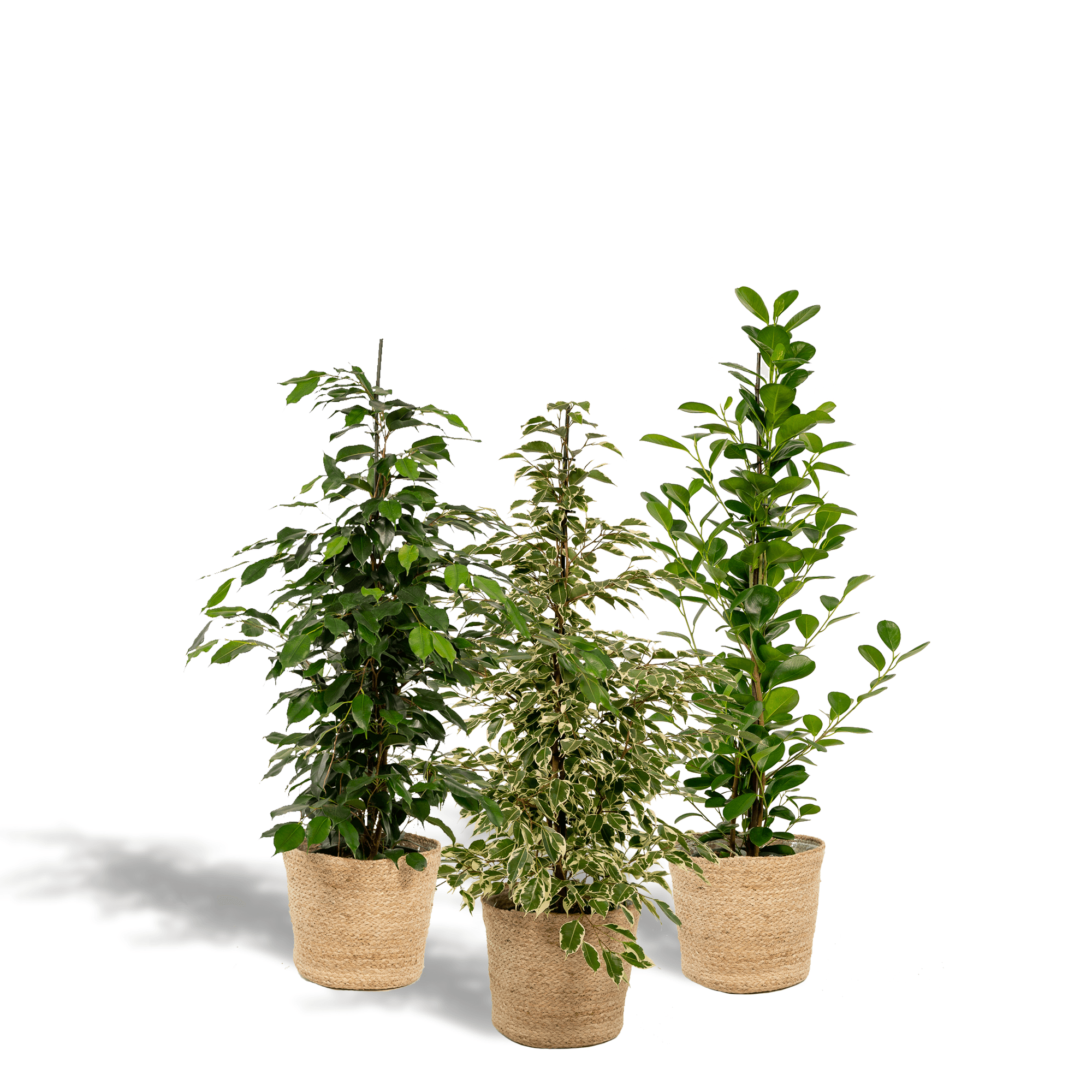 3er Ficus-Set – Ficus benjamina Danielle + Ficus benjamina Twilight + Ficus microcarpa Moclame – Je Ø21cm – ↕95cm inkl. Korb Selin – Luftreinigende Zimmerpflanzen im Mix – Tropisches Grün für Wohnzimmer Büro Flur – Frisch aus der Gärtnerei – Plant
