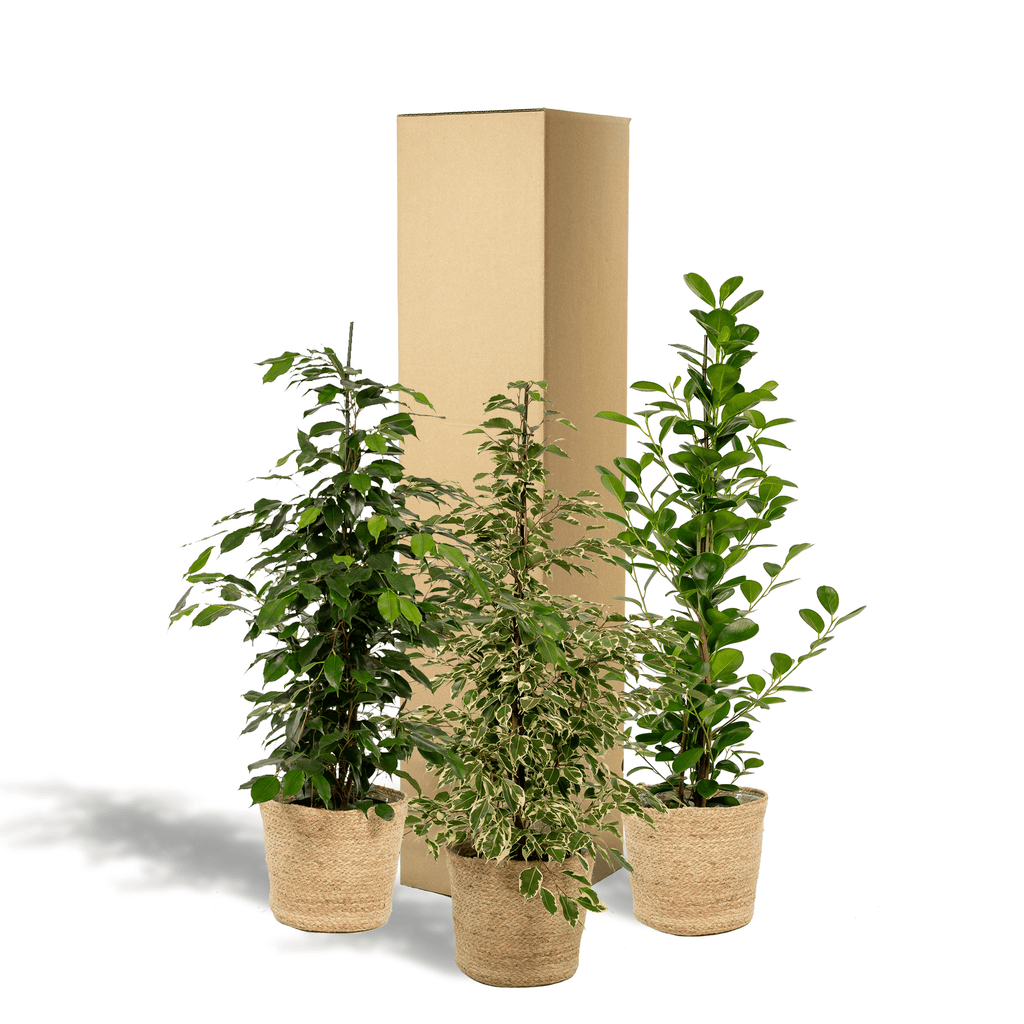 3er Ficus-Set – Ficus benjamina Danielle + Ficus benjamina Twilight + Ficus microcarpa Moclame – Je Ø21cm – ↕95cm inkl. Korb Selin – Luftreinigende Zimmerpflanzen im Mix – Tropisches Grün für Wohnzimmer Büro Flur – Frisch aus der Gärtnerei – Plant