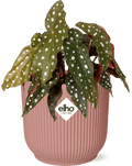 Forellenbegonie – Begonia Maculata Zimmerpflanze + Vibes Fold Topf 14cm Rosa – Elegante Indoor-Pflanze mit Punkten