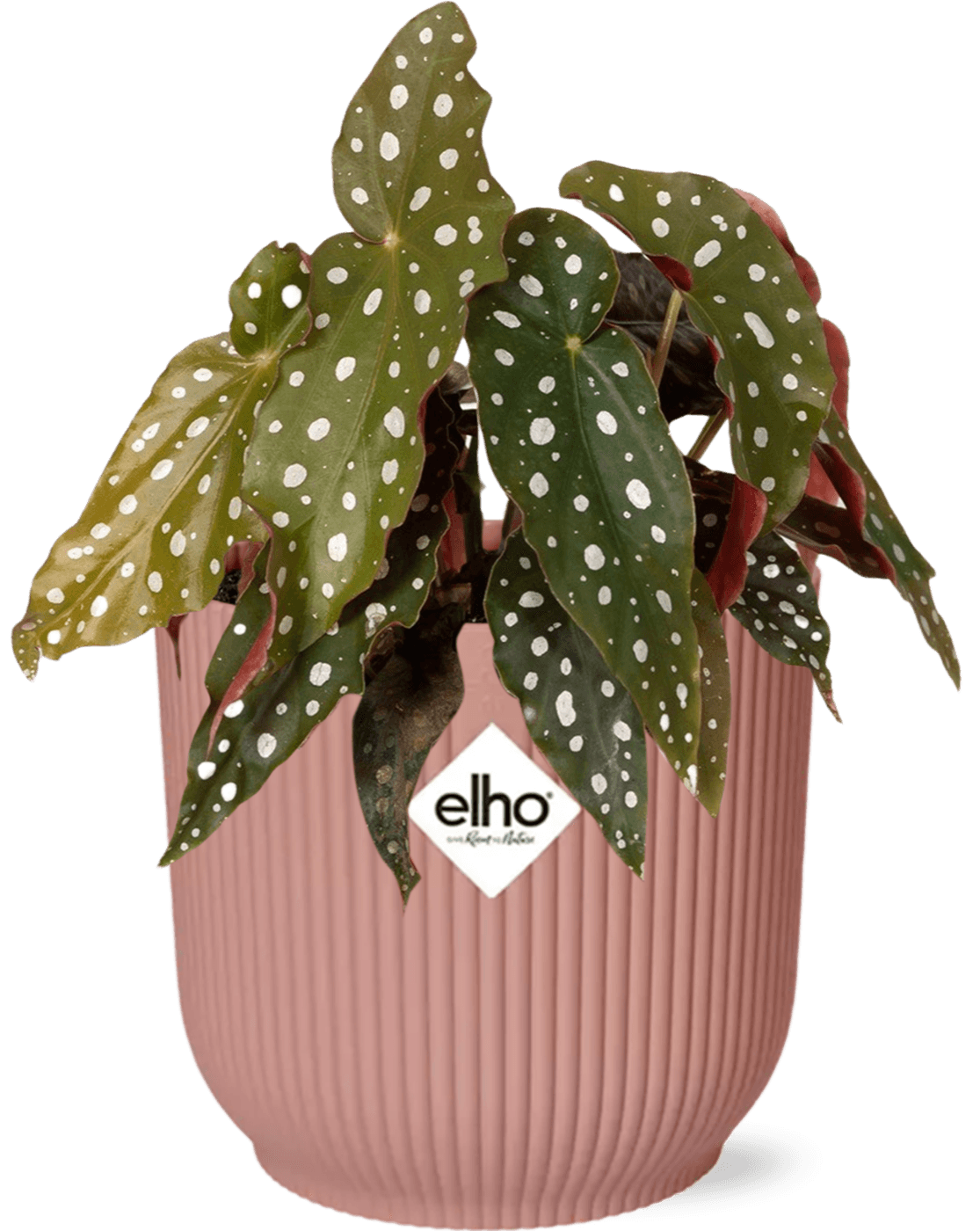 Forellenbegonie – Begonia Maculata Zimmerpflanze + Vibes Fold Topf 14cm Rosa – Elegante Indoor-Pflanze mit Punkten