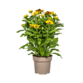 Rudbeckia Summerina – Ø19 cm – Höhe 45–60 cm – Bunte Sonnenhut Staude mit gelb-orangenen Blüten – Winterhart – Sonnenliebende Gartenpflanze – Plant