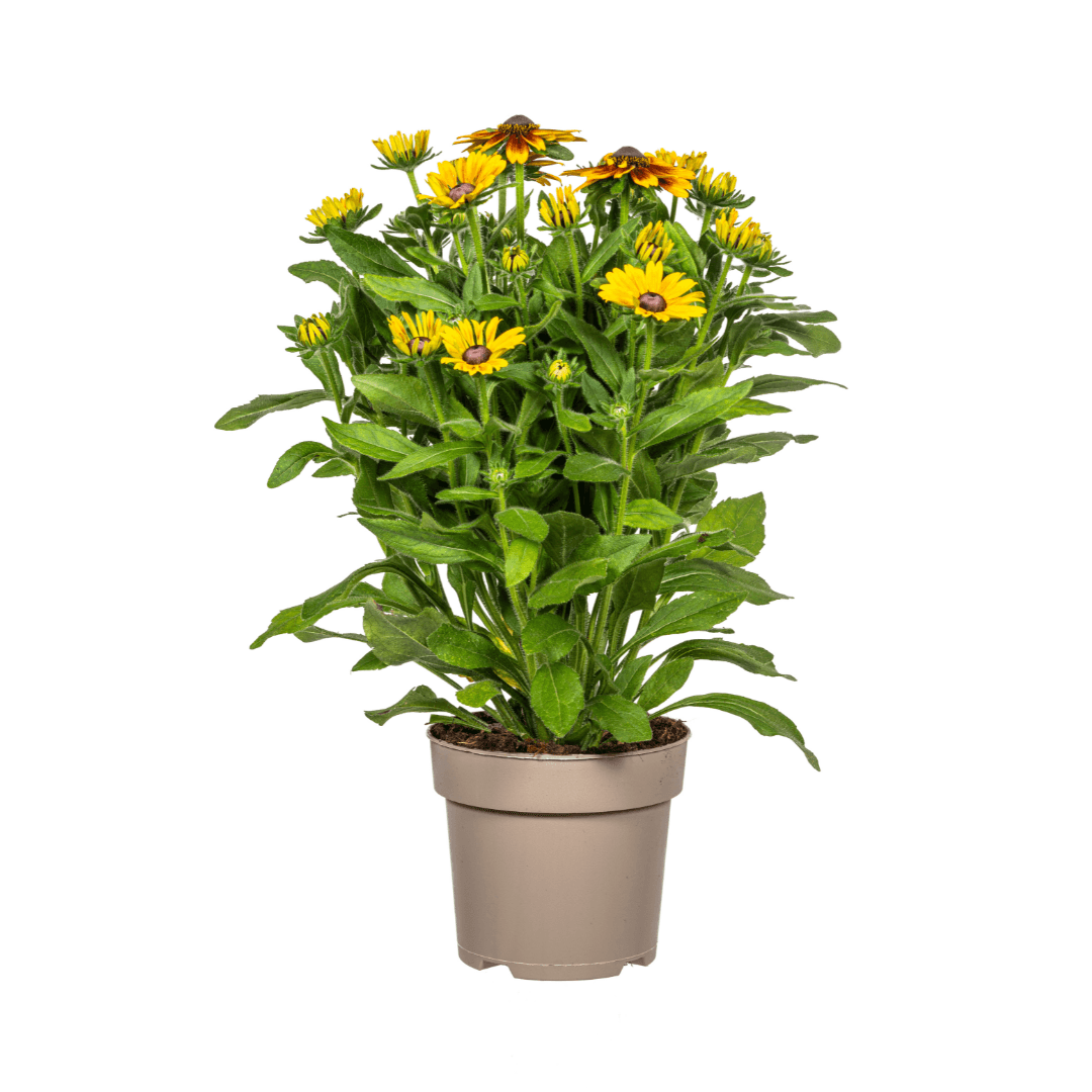 Rudbeckia Summerina – Ø19 cm – Höhe 45–60 cm – Bunte Sonnenhut Staude mit gelb-orangenen Blüten – Winterhart – Sonnenliebende Gartenpflanze – Plant