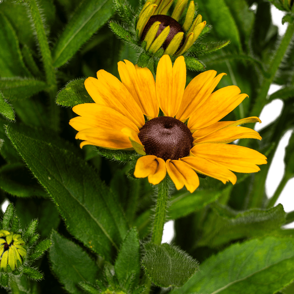 Rudbeckia Summerina – Ø19 cm – Höhe 45–60 cm – Bunte Sonnenhut Staude mit gelb-orangenen Blüten – Winterhart – Sonnenliebende Gartenpflanze – Plant