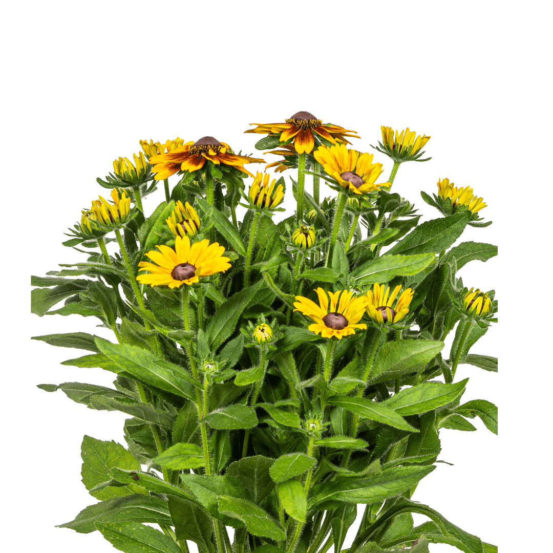 Rudbeckia Summerina – Ø19 cm – Höhe 45–60 cm – Bunte Sonnenhut Staude mit gelb-orangenen Blüten – Winterhart – Sonnenliebende Gartenpflanze – Plant
