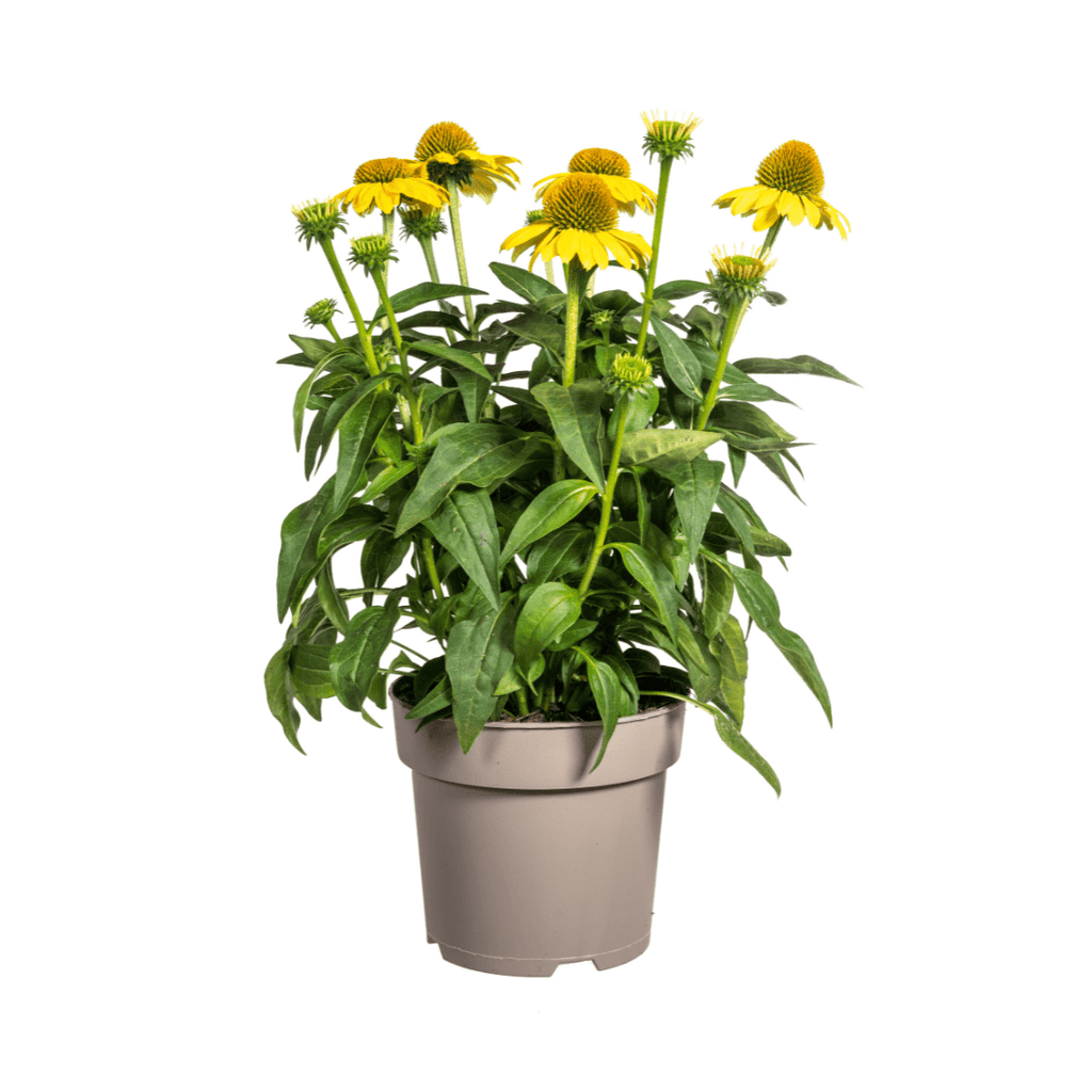 Echinacea purpurea Yellow – Gelber Sonnenhut – Ø 19 cm – Höhe 60–70 cm – Leuchtend gelbe Blüten – Für Beet & Staudenrabatte – Sonniger Standort – Pflegeleicht – Plant