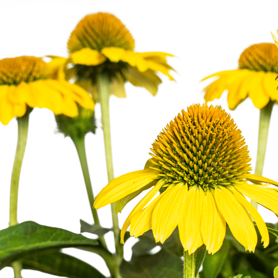 Echinacea purpurea Yellow – Gelber Sonnenhut – Ø 19 cm – Höhe 60–70 cm – Leuchtend gelbe Blüten – Für Beet & Staudenrabatte – Sonniger Standort – Pflegeleicht – Plant