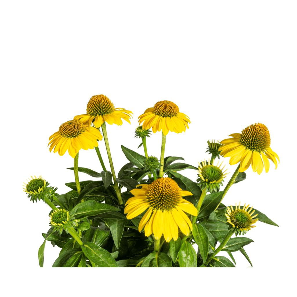 Echinacea purpurea Yellow – Gelber Sonnenhut – Ø 19 cm – Höhe 60–70 cm – Leuchtend gelbe Blüten – Für Beet & Staudenrabatte – Sonniger Standort – Pflegeleicht – Plant