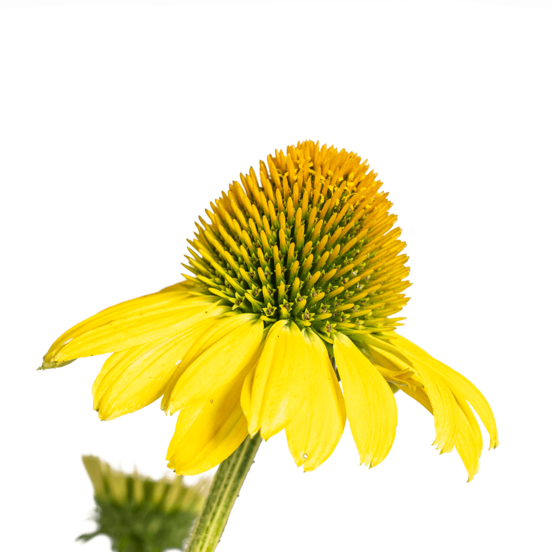 Echinacea purpurea Yellow – Gelber Sonnenhut – Ø 19 cm – Höhe 60–70 cm – Leuchtend gelbe Blüten – Für Beet & Staudenrabatte – Sonniger Standort – Pflegeleicht – Plant