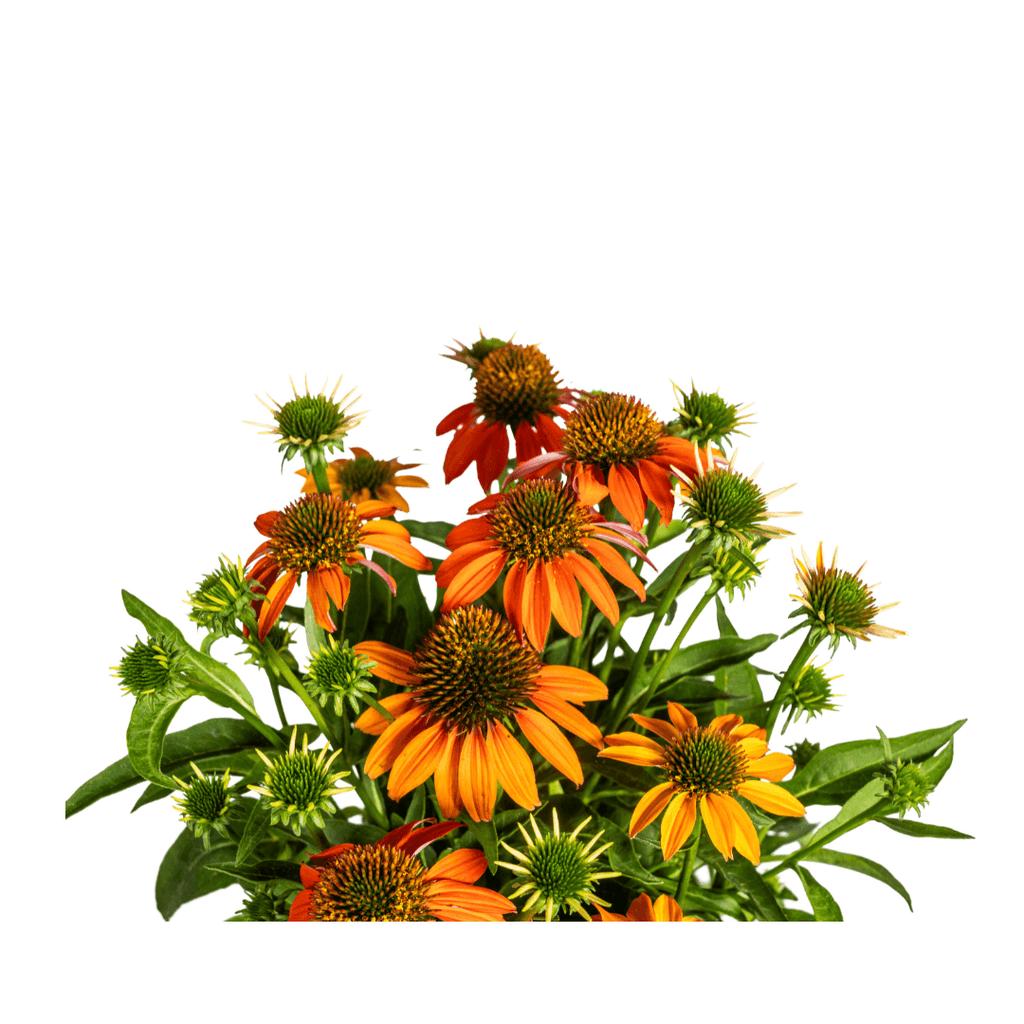 Echinacea purpurea Orange – Sonnenhut mit orangefarbenen Blüten – Ø 19 cm – Höhe 60–70 cm – Staudenpflanze – Für Beet & naturnahe Gärten – Sonniger Standort – Pflegeleicht – Plant