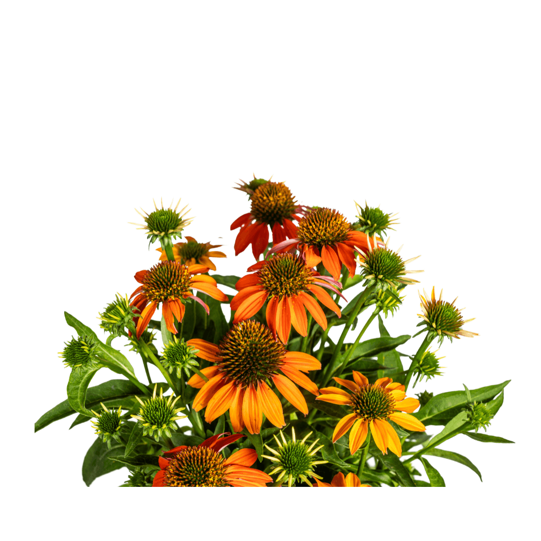 Echinacea purpurea Orange – Sonnenhut mit orangefarbenen Blüten – Ø 19 cm – Höhe 60–70 cm – Staudenpflanze – Für Beet & naturnahe Gärten – Sonniger Standort – Pflegeleicht – Plant