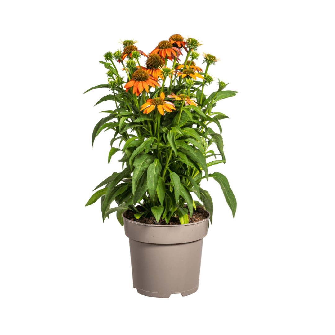 Echinacea purpurea Orange – Sonnenhut mit orangefarbenen Blüten – Ø 19 cm – Höhe 60–70 cm – Staudenpflanze – Für Beet & naturnahe Gärten – Sonniger Standort – Pflegeleicht – Plant