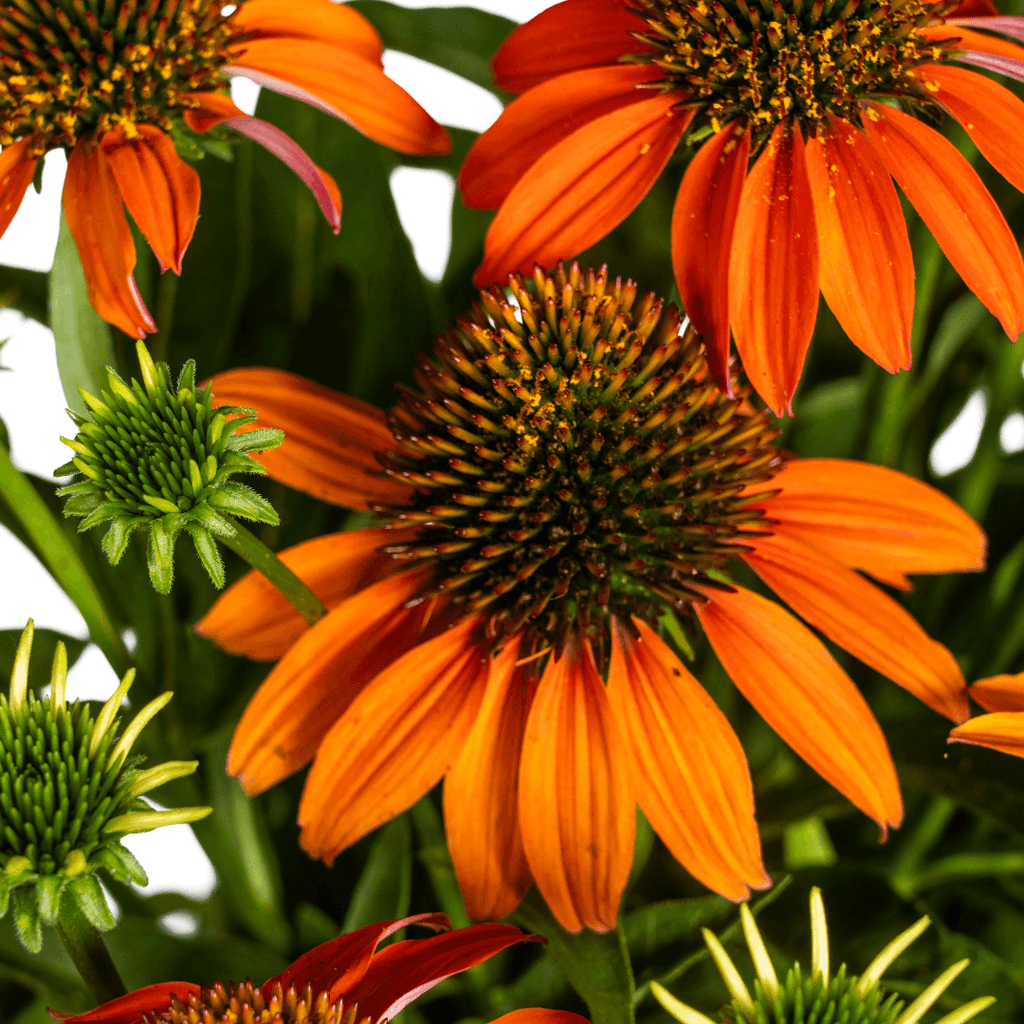 Echinacea purpurea Orange – Sonnenhut mit orangefarbenen Blüten – Ø 19 cm – Höhe 60–70 cm – Staudenpflanze – Für Beet & naturnahe Gärten – Sonniger Standort – Pflegeleicht – Plant