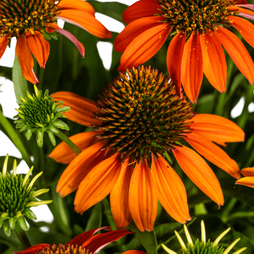 Echinacea purpurea Orange – Sonnenhut mit orangefarbenen Blüten – Ø 19 cm – Höhe 60–70 cm – Staudenpflanze – Für Beet & naturnahe Gärten – Sonniger Standort – Pflegeleicht – Plant