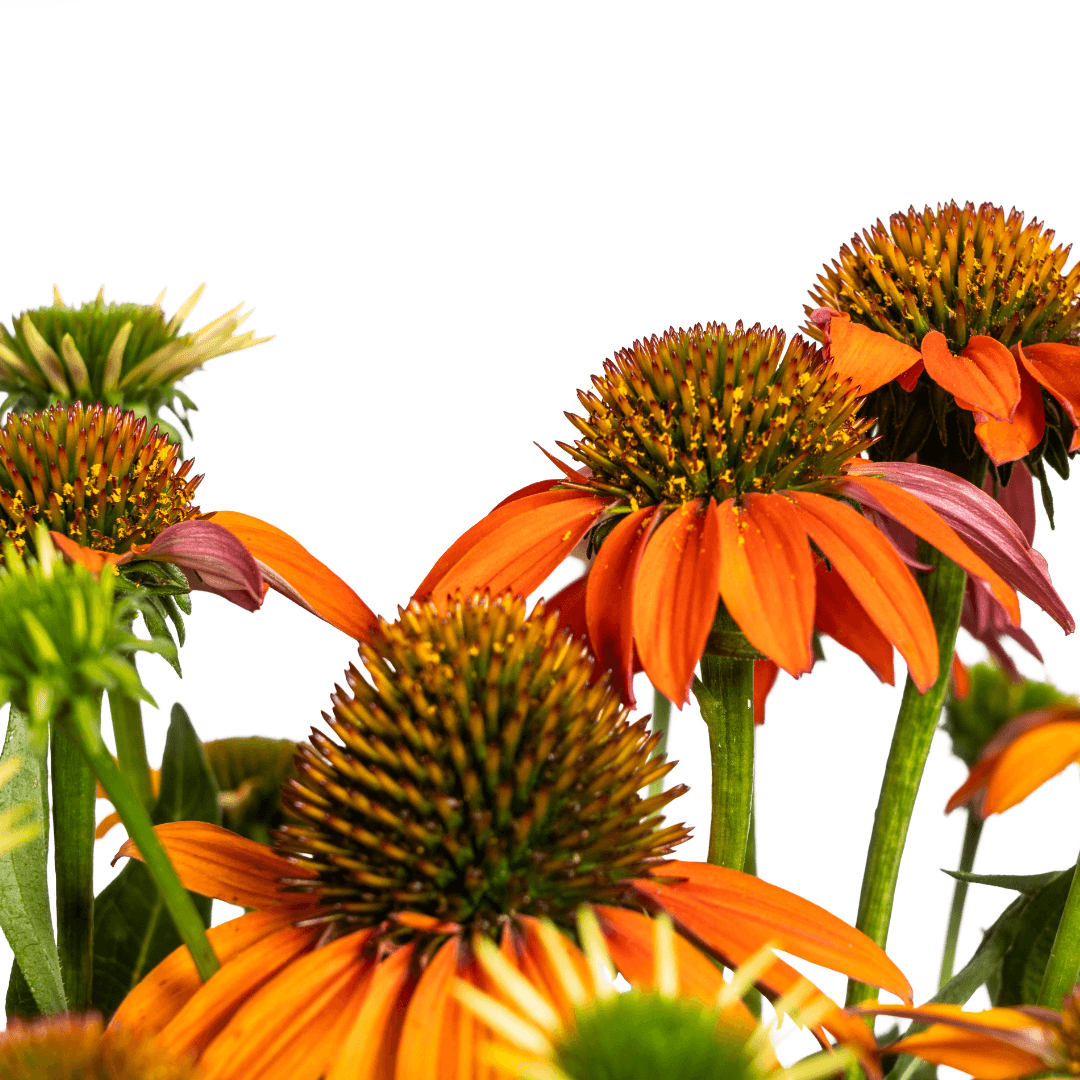 Echinacea purpurea Orange – Sonnenhut mit orangefarbenen Blüten – Ø 19 cm – Höhe 60–70 cm – Staudenpflanze – Für Beet & naturnahe Gärten – Sonniger Standort – Pflegeleicht – Plant