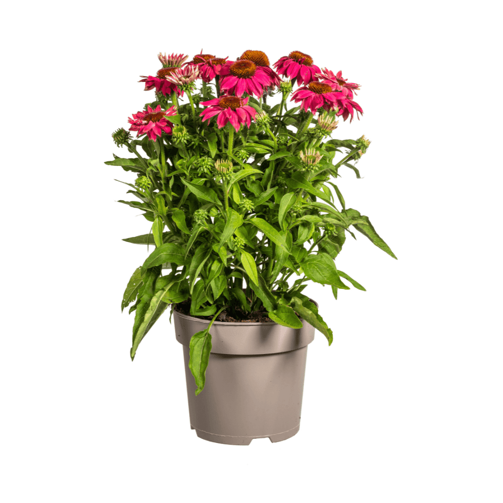 Echinacea purpurea Purple – Sonnenhut mit violetten Blüten – Ø 19 cm Topf – Höhe 60-70 cm – Staudenpflanze – Für Beet & Staudenrabatten – Sonniger Standort – Pflegeleicht – Plant