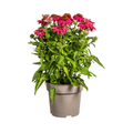 Echinacea purpurea Purple – Sonnenhut mit violetten Blüten – Ø 19 cm Topf – Höhe 60-70 cm – Staudenpflanze – Für Beet & Staudenrabatten – Sonniger Standort – Pflegeleicht – Plant