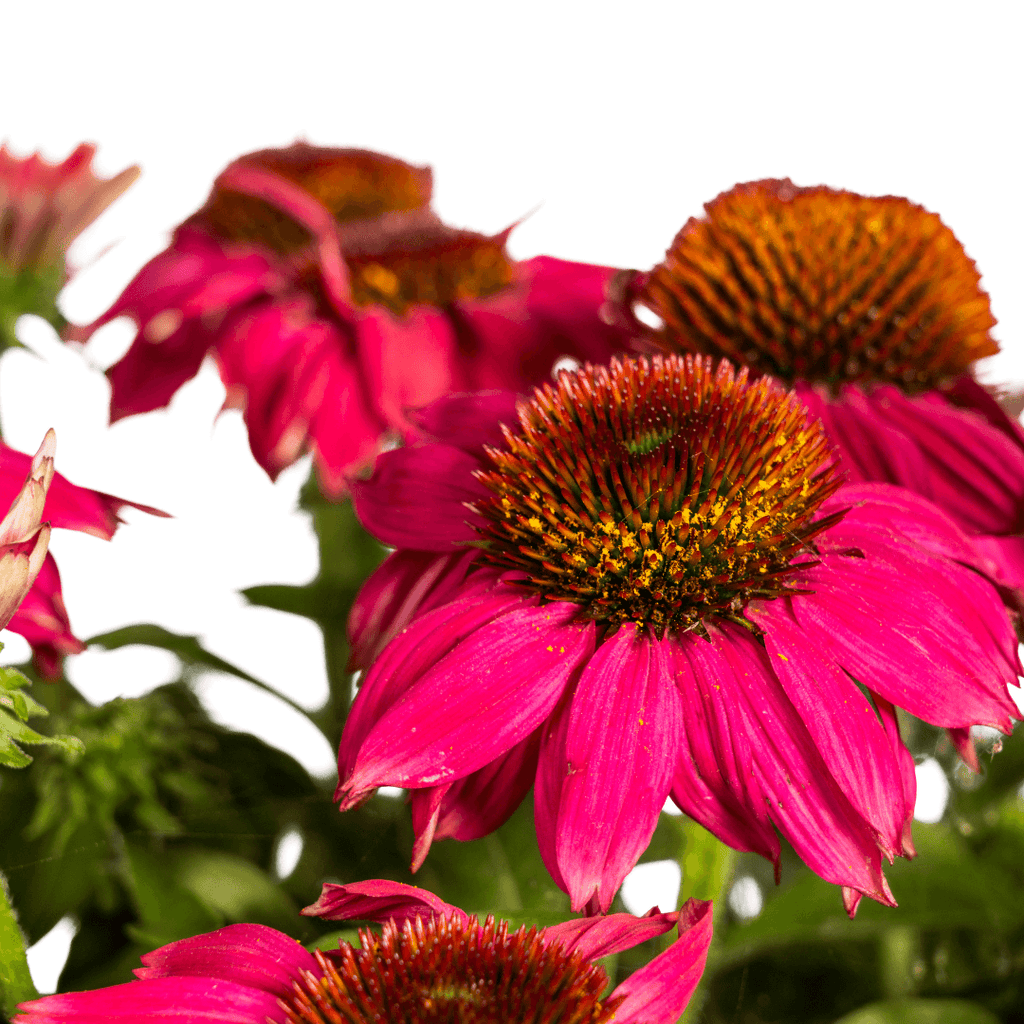 Echinacea purpurea Purple – Sonnenhut mit violetten Blüten – Ø 19 cm Topf – Höhe 60-70 cm – Staudenpflanze – Für Beet & Staudenrabatten – Sonniger Standort – Pflegeleicht – Plant