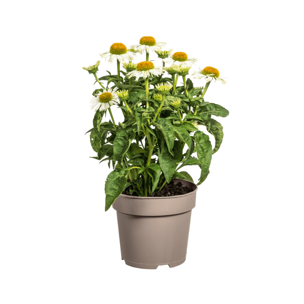 Echinacea purpurea White – Sonnenhut mit weißen Blüten – Ø 19 cm – Höhe 60-70 cm – Staudenpflanze – Für Beet & Staudenrabatten – Sonnenliebend & pflegeleicht – Plant